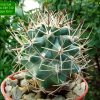 Sclerocactus_ glaucus _SB1749 'Debeque form' 06